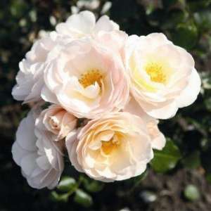 Róża rabatowa SIRIUS® - doniczka 2 l.