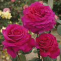 roza-purpurowa-wielkokwiartowa-big-purple-szkolka-rozeogrodowe.jpg