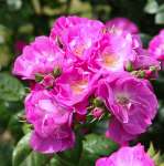 Róża parkowa GLOBAL WATER® - doniczka 5 l.