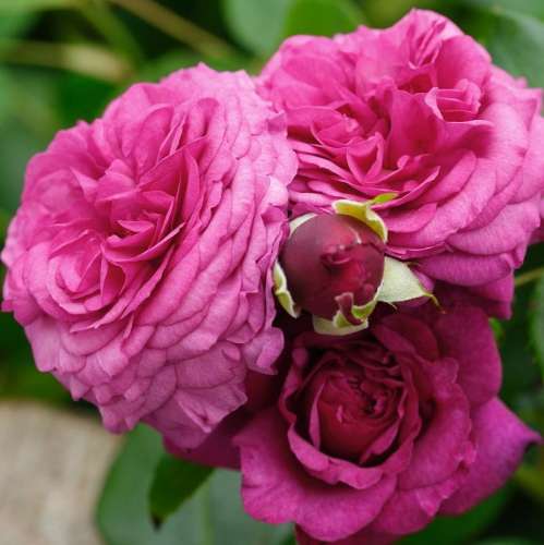 roza-fioletowa-rabatowa-kaffe-fasset-rose-krzewy.jpg