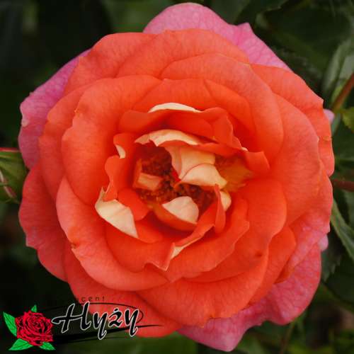 roza-rabatowa-pomaranczowa-sommersonne-kwiaty.jpg