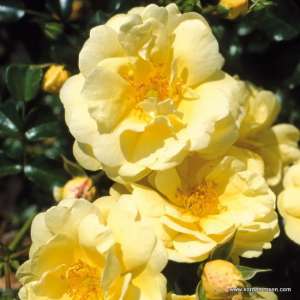 Róża okrywowa SUNNY ROSE® - doniczka 2 l.