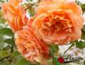 roza-herbaciana-parkowa-westerland-doniczka.jpg
