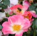 roza-bienenweide-apricot-miniaturowa-rozowa-szkolka-rozeogrodowe.jpg