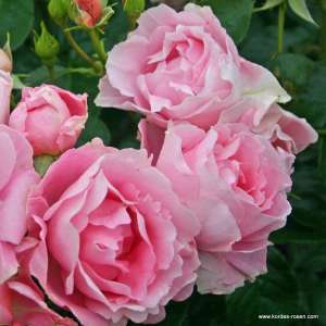 Róża rabatowa POETRY® - doniczka 2 l.