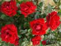 roza-rabatowa-jugendliebe-czerwona-sadzonki-rozeogrodowe.jpg