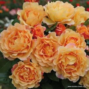 Róża parkowa SONNENWELT® - doniczka 2 l.