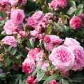 roze-parkowe-rozowe-zaide-sadzonka-sprzedaz-szkolka-hyzy.jpg