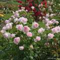 roze-rozowe-parkowe-wellenspiel-odporne-zdrowe-sadzonki-szkolka-rozeogrodowe.jpg