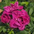 roza-okrywowa-red-foxi-rugosa-kwiaty-fioletowe.jpg