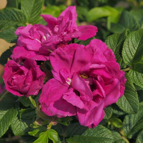 roza-okrywowa-red-foxi-rugosa-kwiaty-fioletowe.jpg