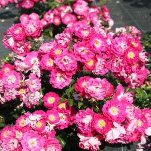 Róża okrywowa LIPSTICK® - doniczka 2 l.