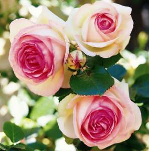 Róża parkowa EDEN ROSE - doniczka 2 l.