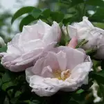 Rosa rugosa SCHNEEKOPPE - doniczka 5 l.
