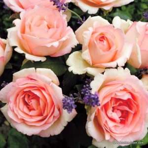 Róża wielkokwiatowa SOUVENIR DE BADEN-BADEN® - doniczka 2 l.