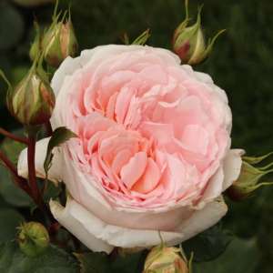 Róża rabatowa MÄRCHENZAUBER® - doniczka 2 l.