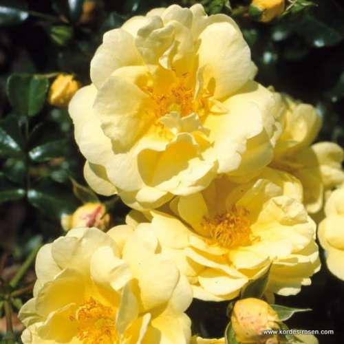 roza-okrywowa-sunny rose-zolat-kwiaty.jpg