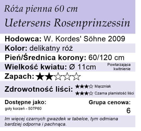 Cechy róży piennej 60cm Rosenprinzessin
