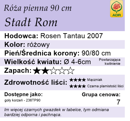 roza-pienna-rozowy-stadt rom-cechy