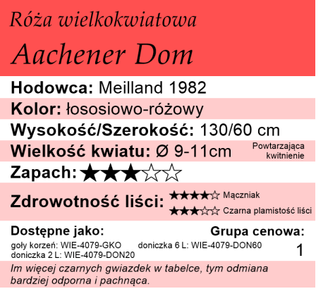 cechy róży Aachener Dom