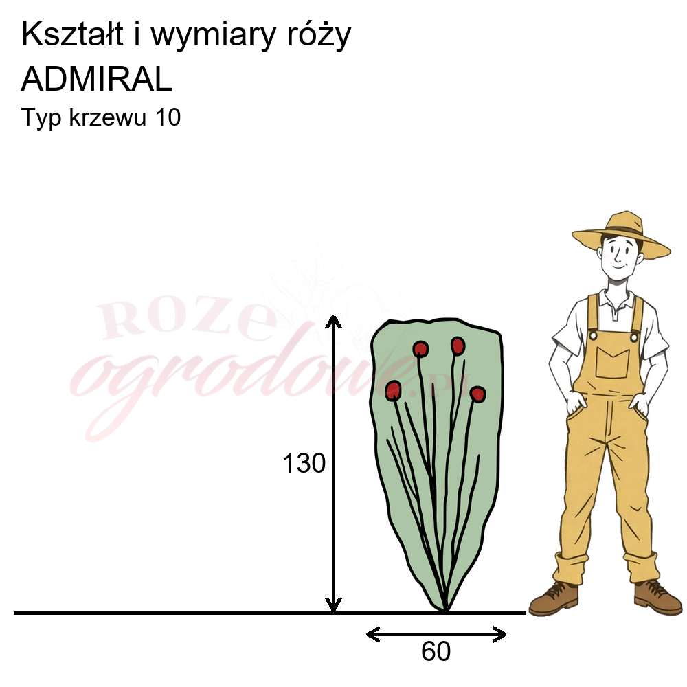 pokrój róży Admiral