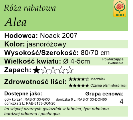 Cechy róży rabatowej Alea