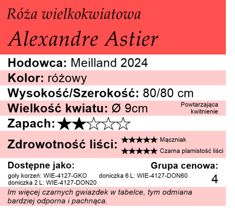 Cechy róży wielkokwiatowej Alexandre Astier