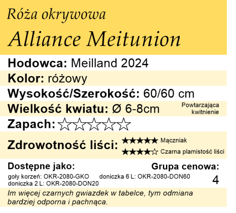 Cechy róży okrywowej Alliance Meitunion