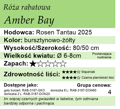 Cechy róży rabatowej Amber Bay