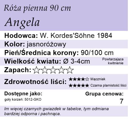 cechy róży Angela