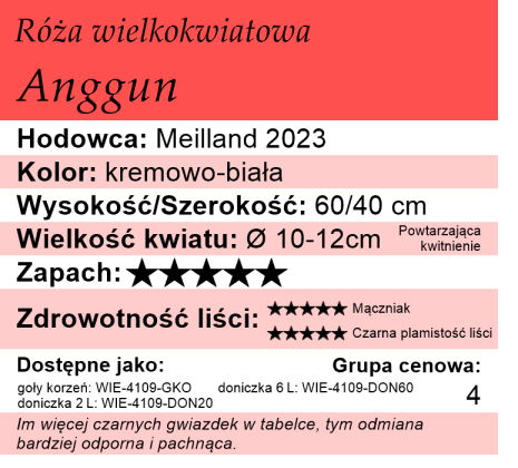 cechy róży Anggun