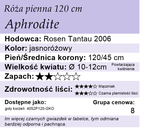 cechy róży piennej Aphrodite