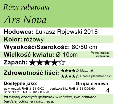 Cechy róży rabatowej Ars Nova