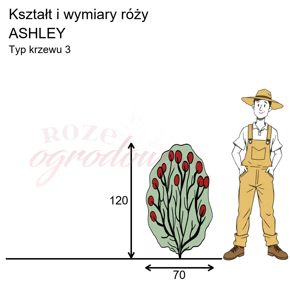Wykres kwitnienia zrobiony na podstawie obserwacji 3-letnich krzewów w sezonie 2025 w Więckowicach w gminie Wojnicz.