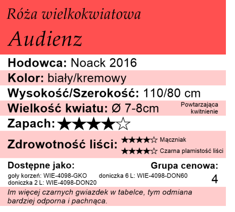 cechy róży Audienz
