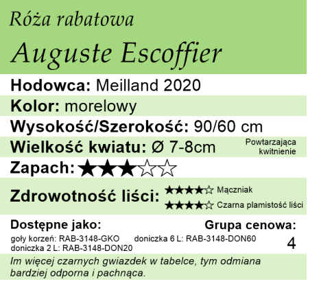 cechy róży rabatowej Auguste Escoffier