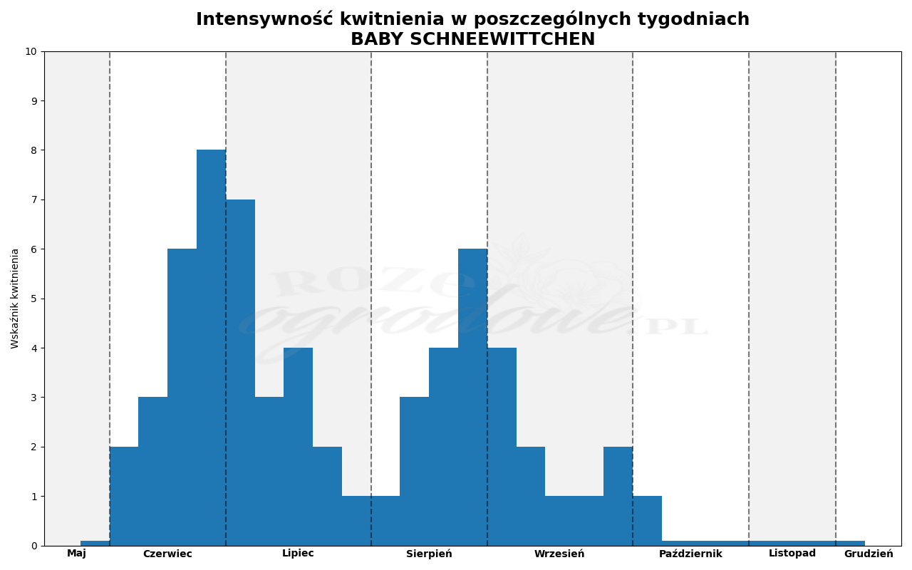 Wykres kwitnienia zrobiony na podstawie obserwacji 3-letnich krzewów w sezonie 2025 w Więckowicach w gminie Wojnicz.