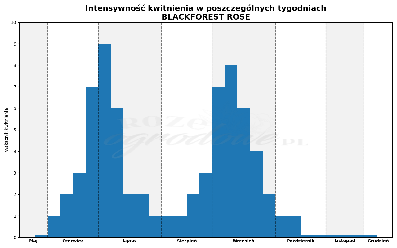 Wykres kwitnienia zrobiony na podstawie obserwacji 3-letnich krzewów w sezonie 2025 w Więckowicach w gminie Wojnicz.