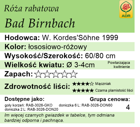 Cechy róży rabatowej Bad Birnbach