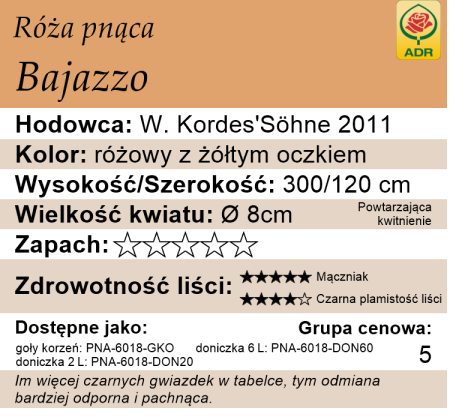cechy róży Bajazzo