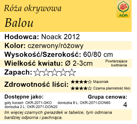 Cechy róży okrywowej Balou