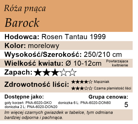 cechy róży pnącej Barock
