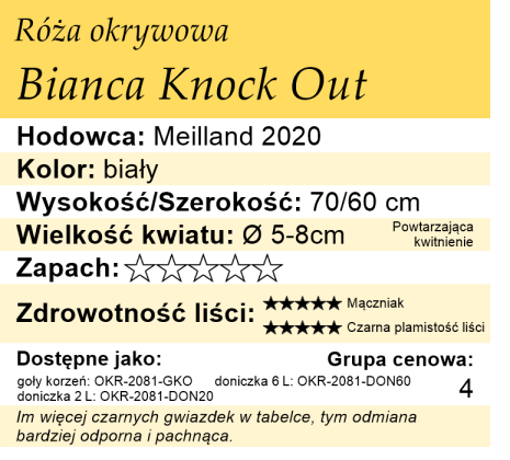 Cechy róży okrywowej Bianca Knock Out