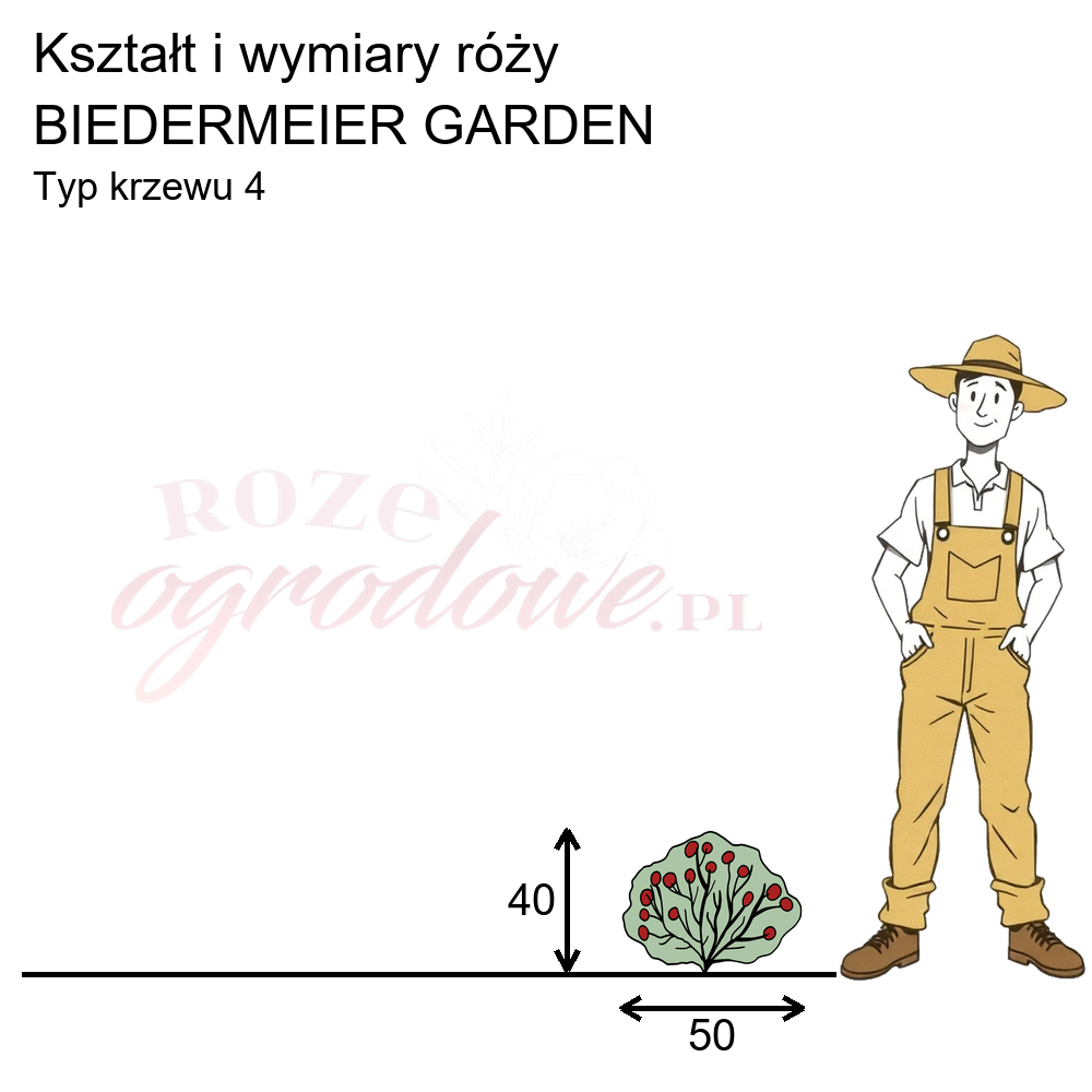 pokrój róży Biedermeier Garden