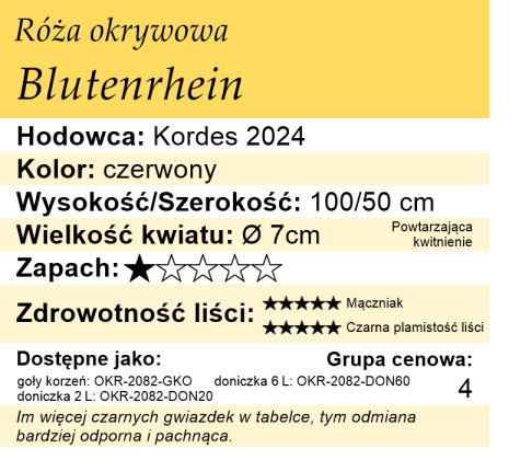 Cechy róży okrywowej Blutenrhein
