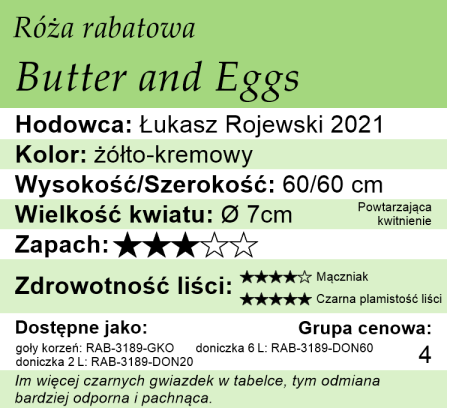 Cechy róży rabatowej Butter and Eggs