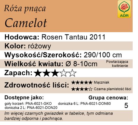 cechy róży Camelot
