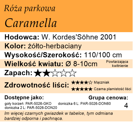 cechy róży parkowej Caramella