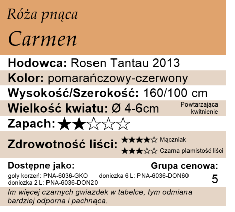 Pokrój róży Carmen