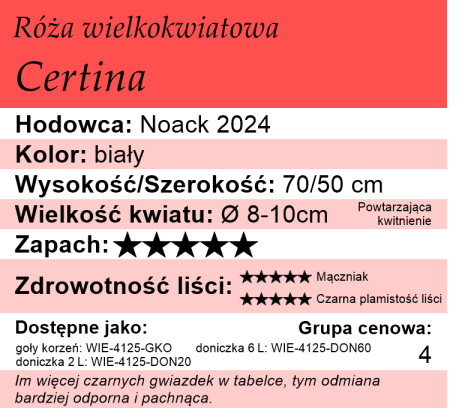 Cechy róży wielkokwiatowej Certina